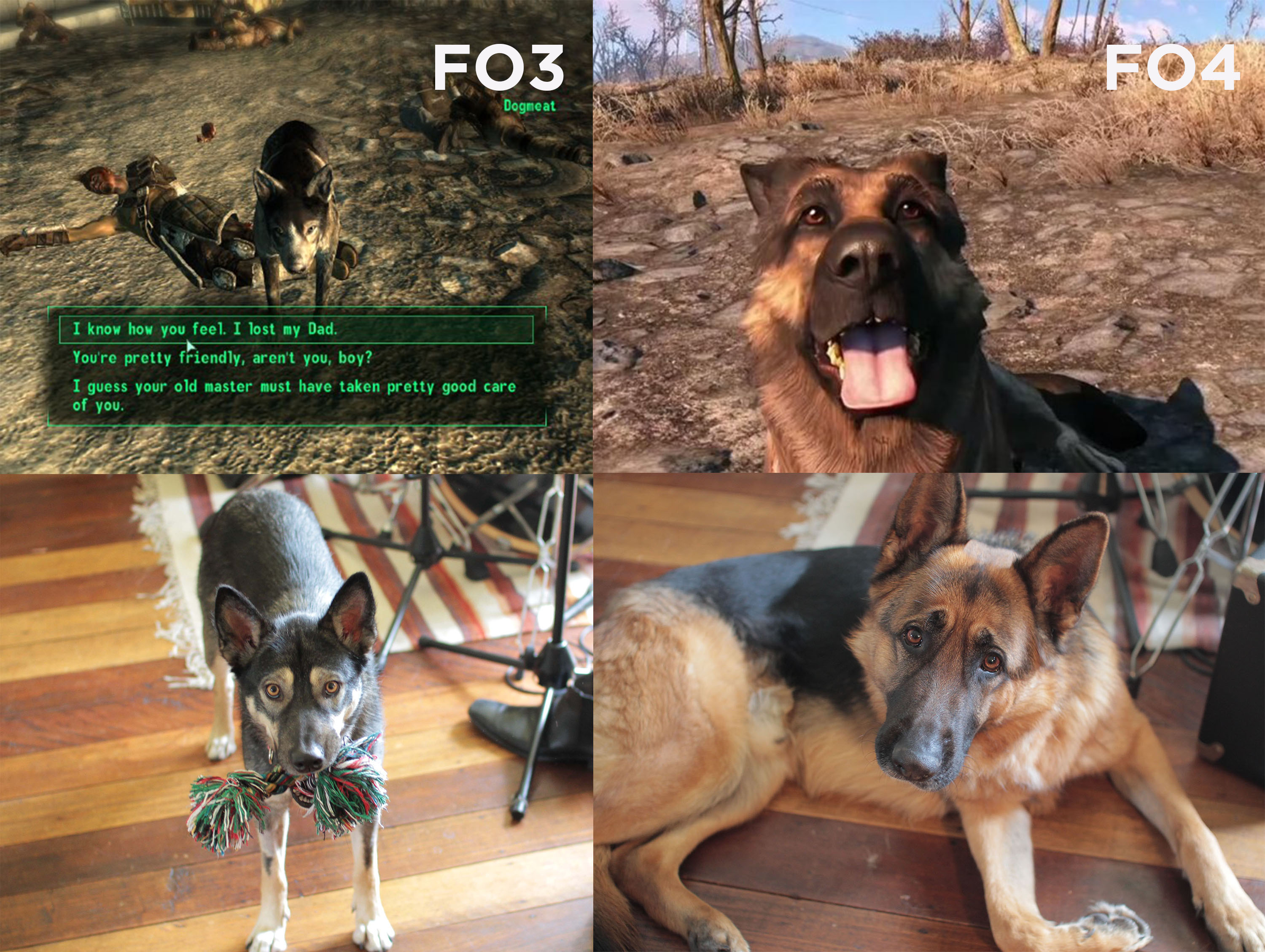 How Do You Get Dogmeat In Fallout 3